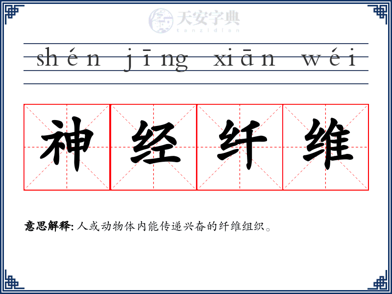 神经纤维