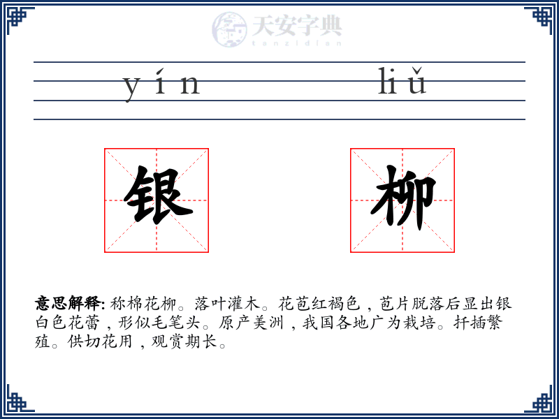 银柳