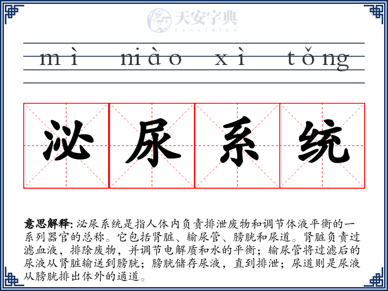 泌尿系统