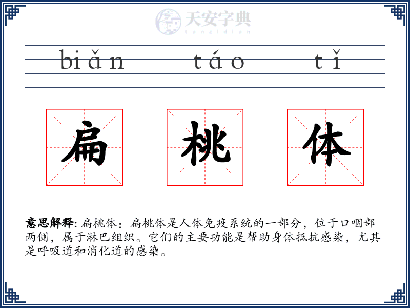 扁桃体