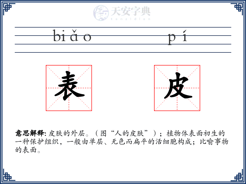表皮