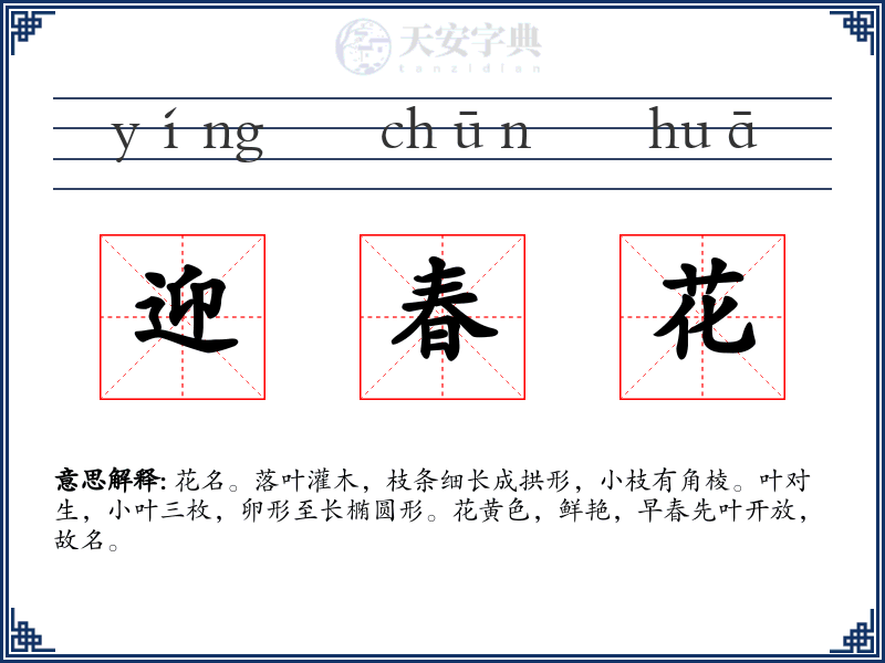 迎春花
