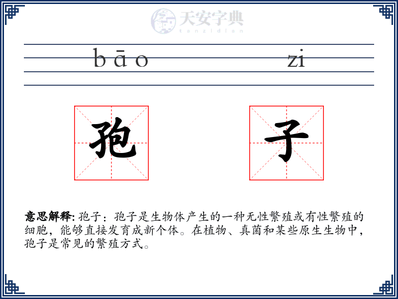 孢子