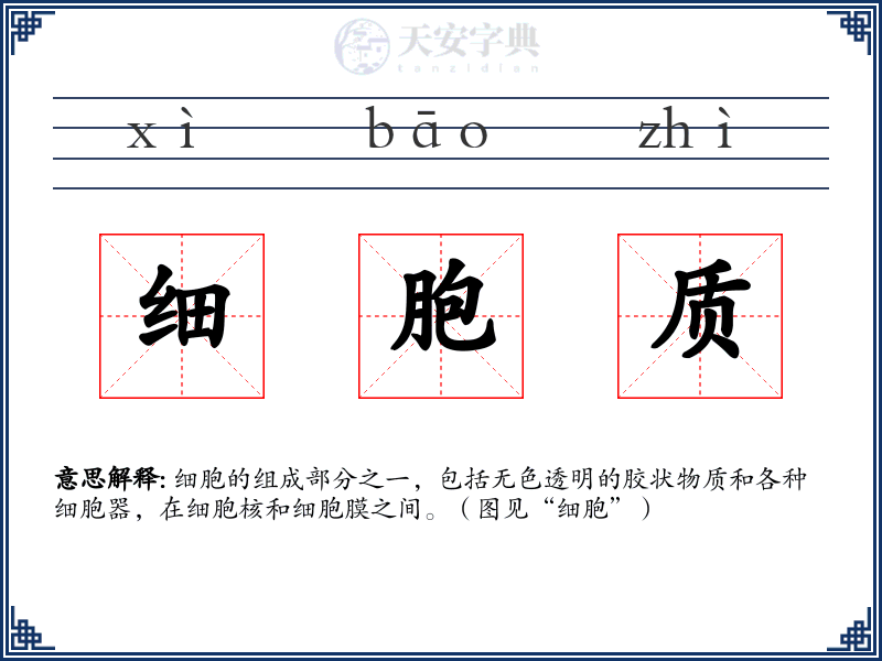 细胞质