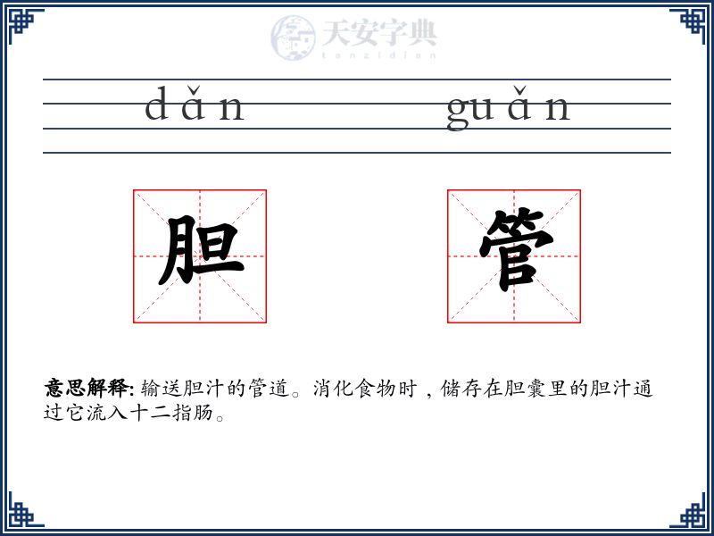 胆管
