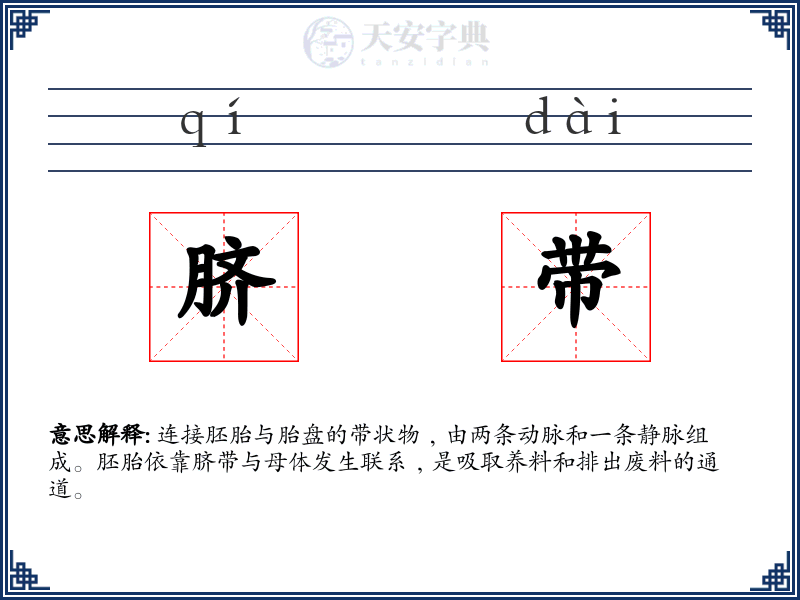 脐带