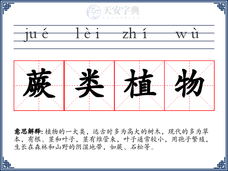 蕨类植物