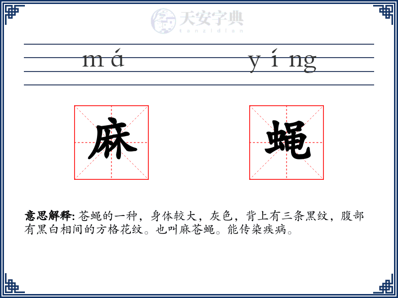 麻蝇