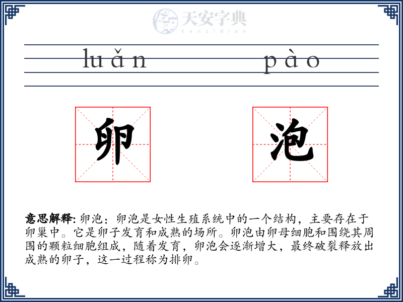卵泡
