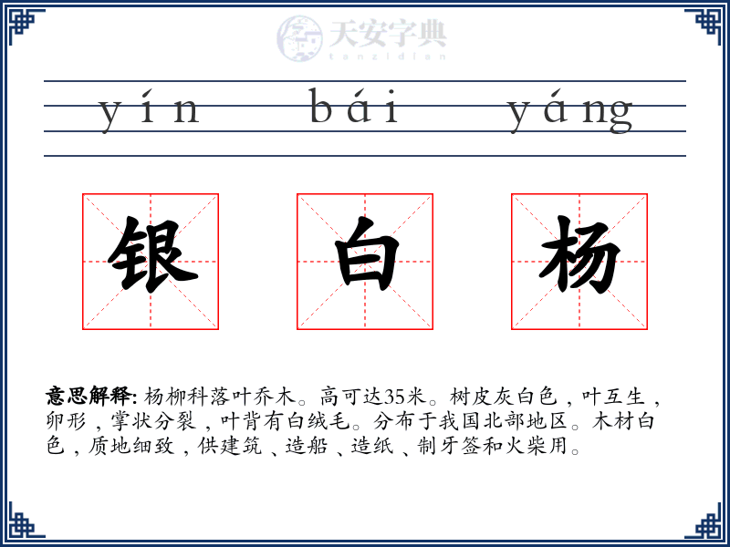 银白杨