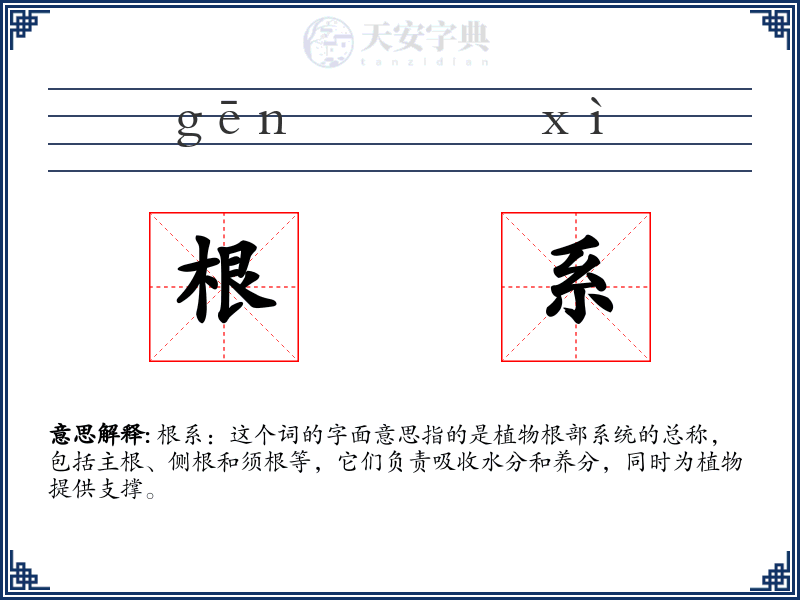 根系