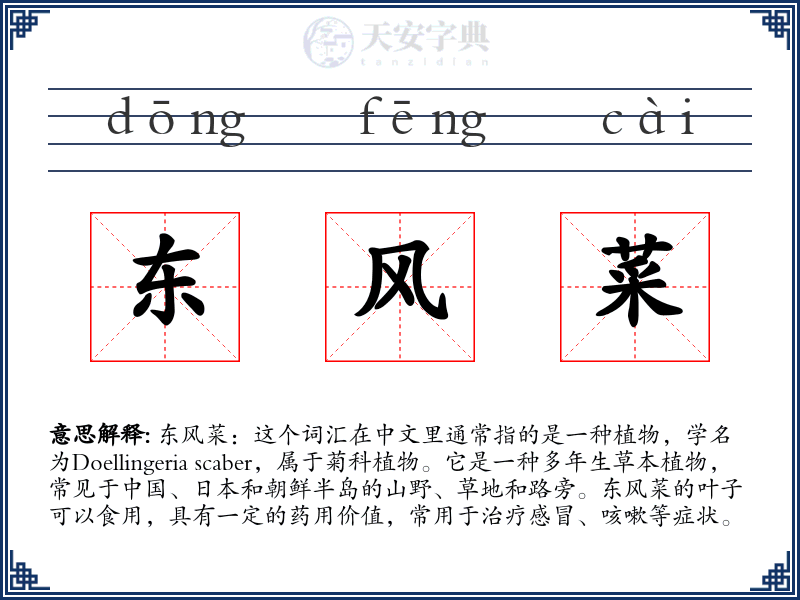 东风菜