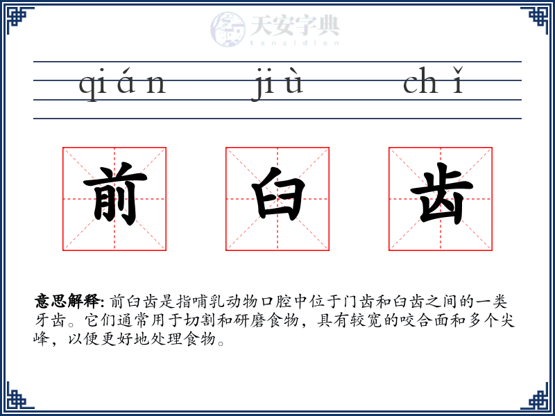 前臼齿