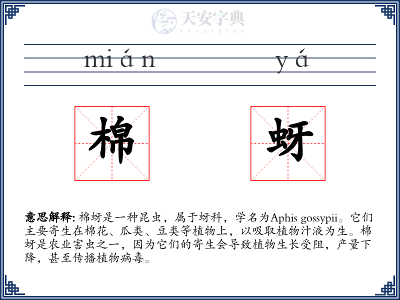 棉蚜