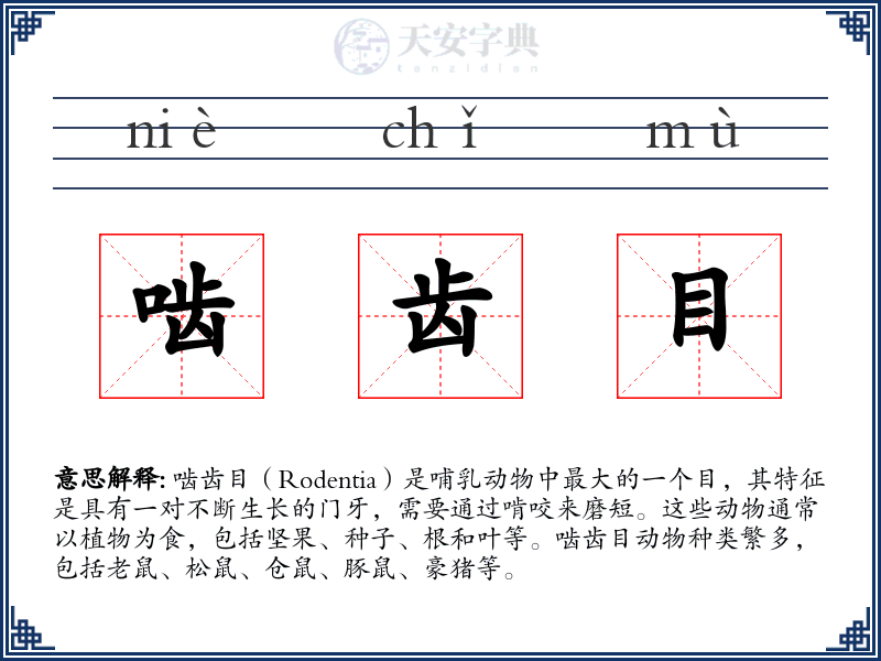 啮齿目