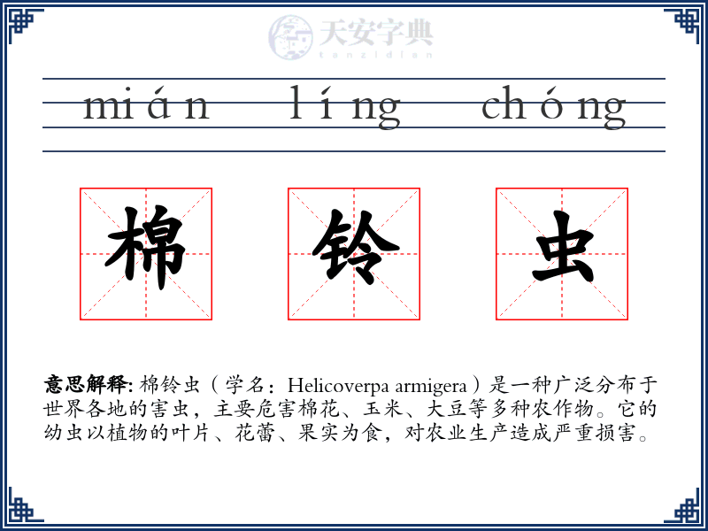 棉铃虫