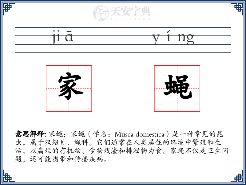 家蝇