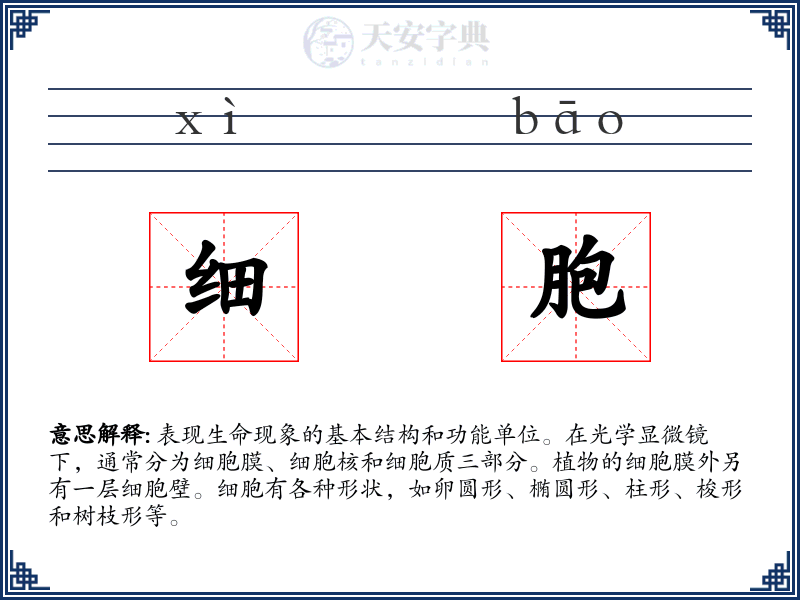 细胞
