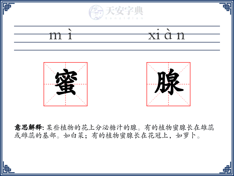 蜜腺