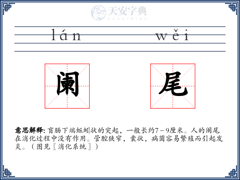 阑尾
