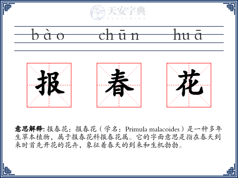报春花