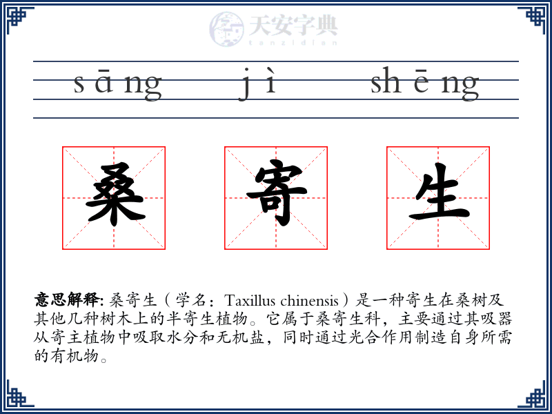 桑寄生