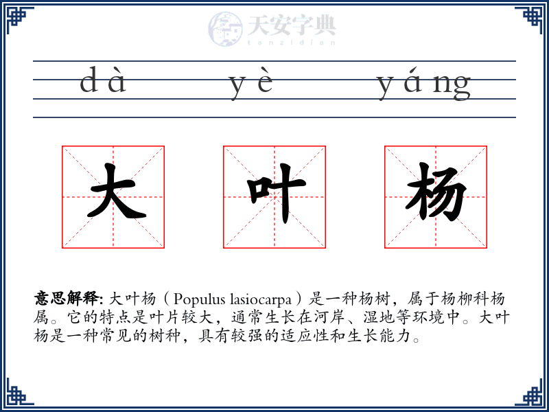 大叶杨