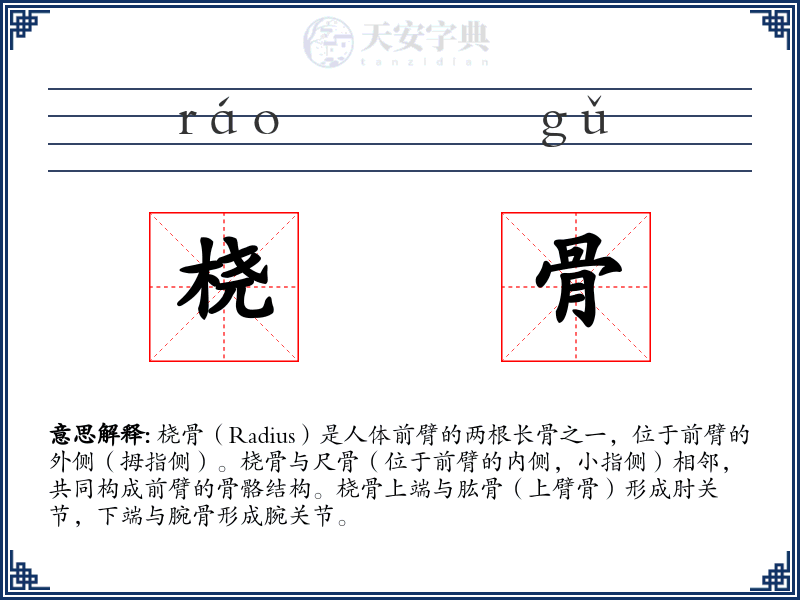 桡骨