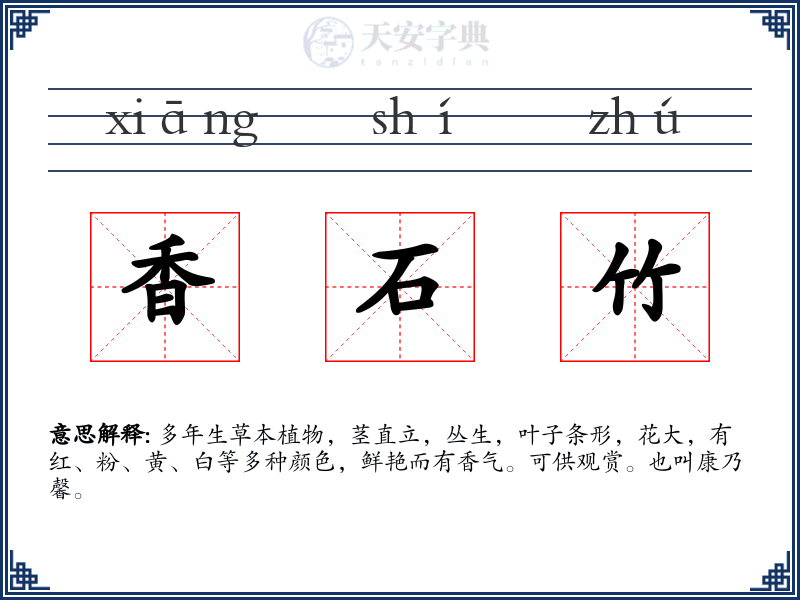 香石竹