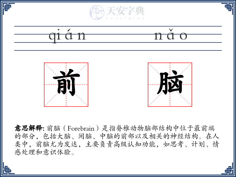 前脑