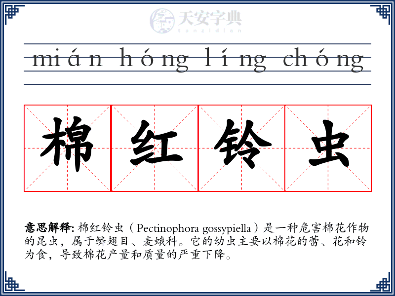 棉红铃虫