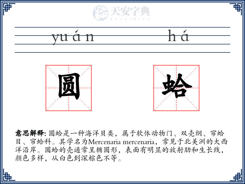 圆蛤