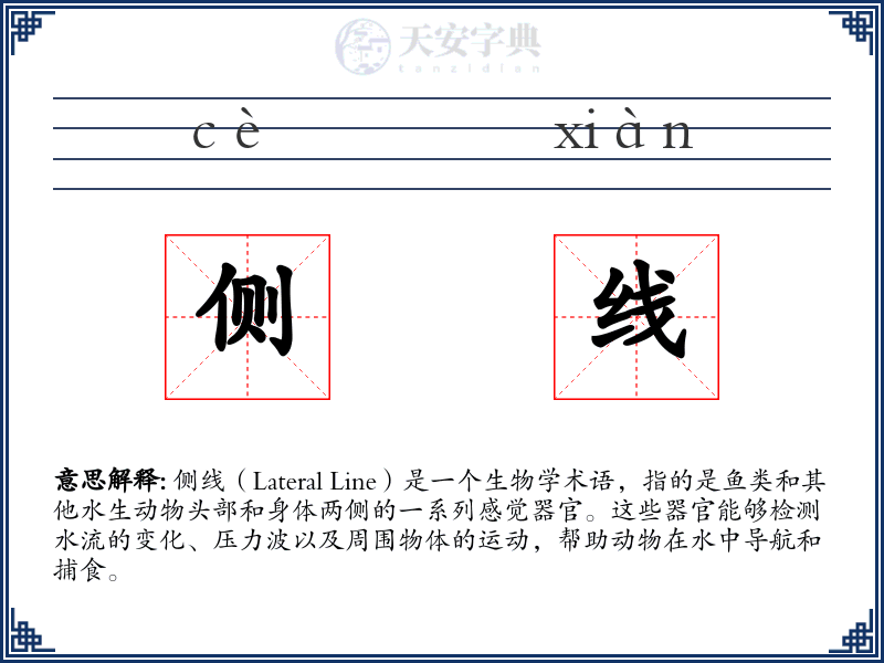 侧线