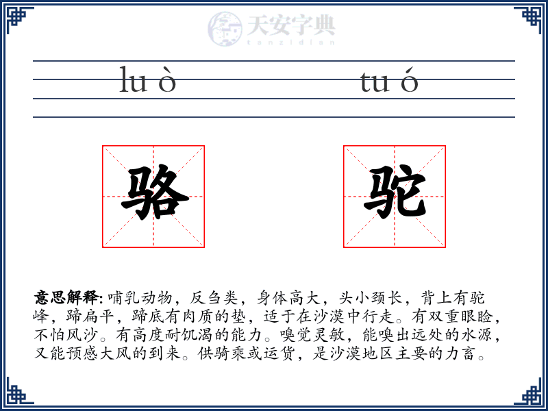 骆驼