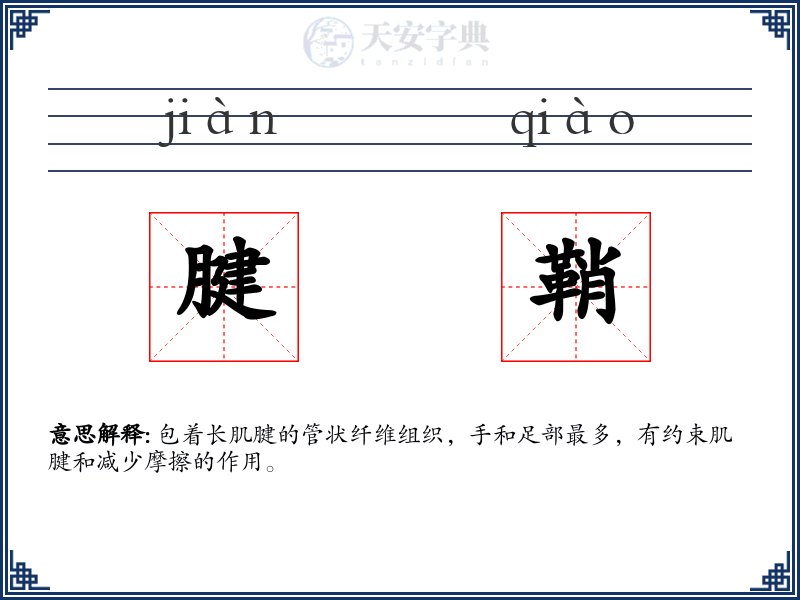 腱鞘