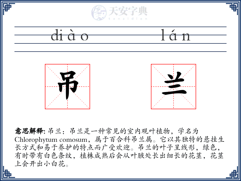 吊兰