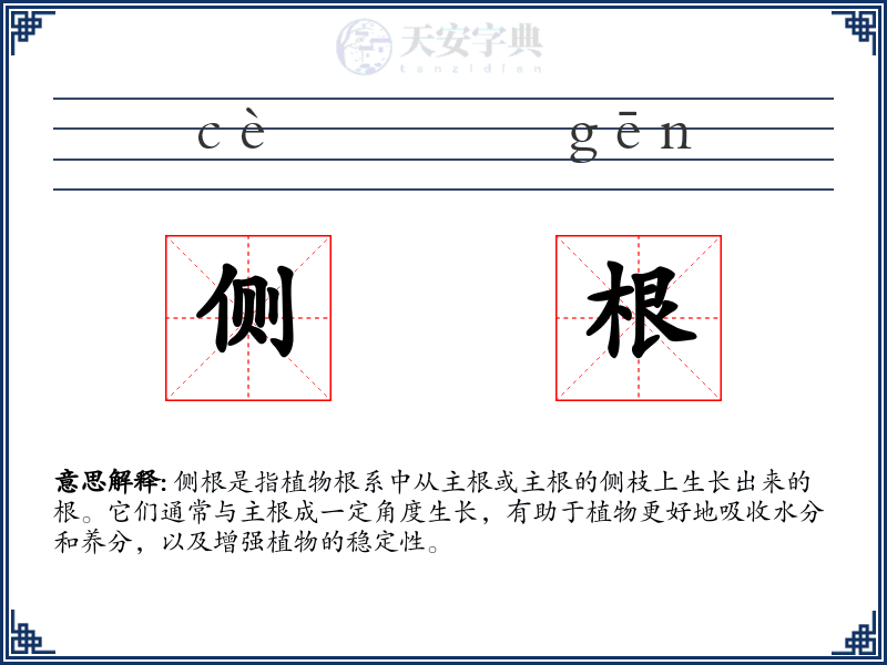 侧根