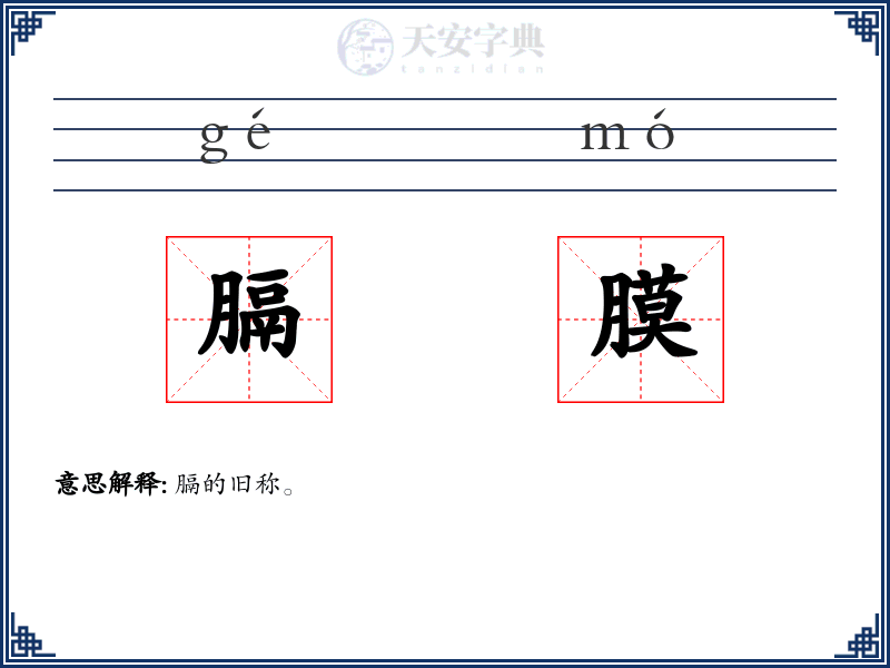 膈膜