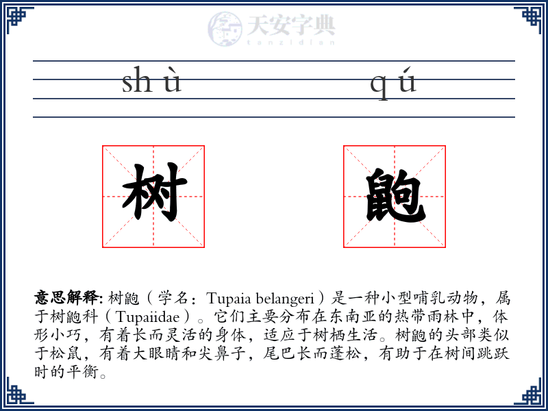 树鼩