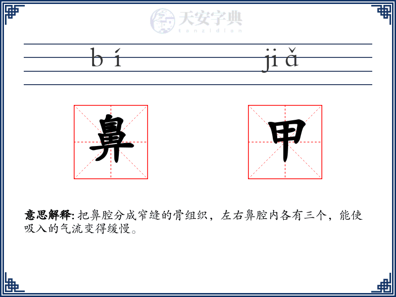 鼻甲