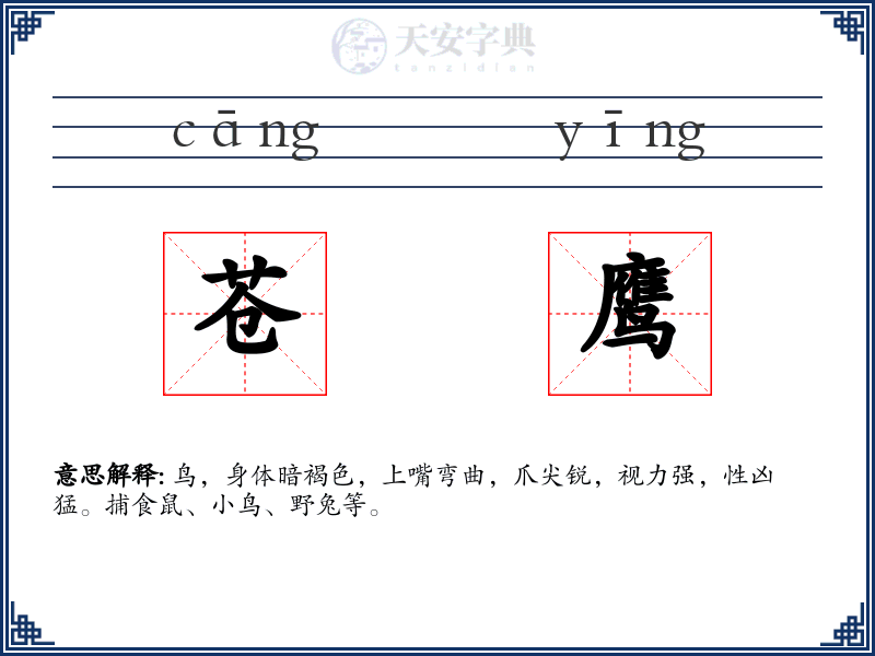 苍鹰