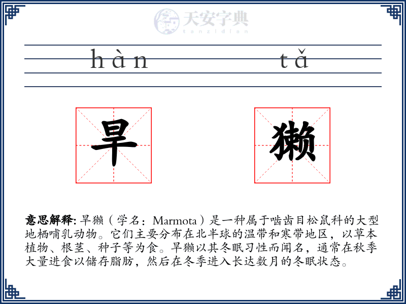 旱獭