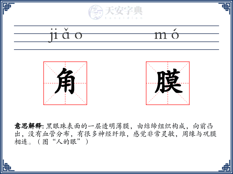 角膜