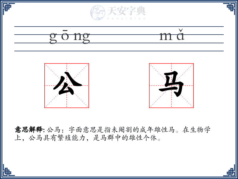 公马