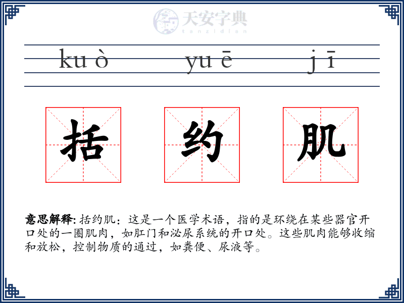 括约肌
