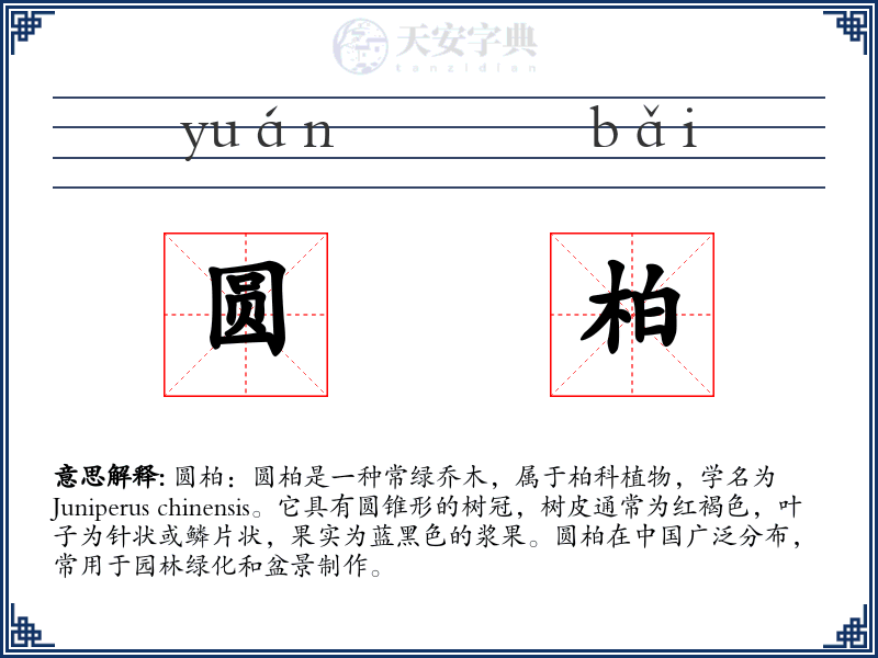 圆柏