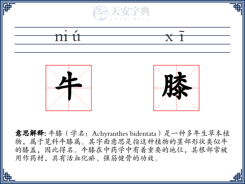 牛膝