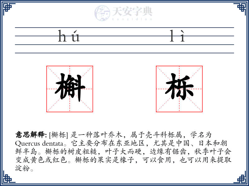 槲栎
