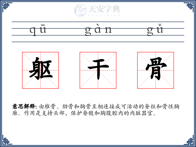 躯干骨