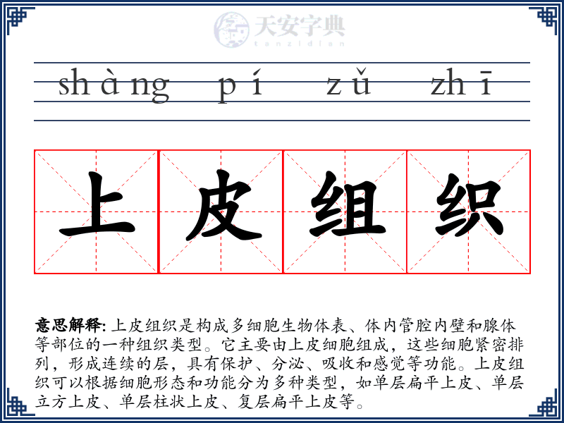 上皮组织